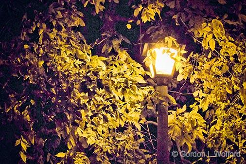 Autumn Streetlight_17253.jpg - Photographed at Ottawa, Ontario, Canada.